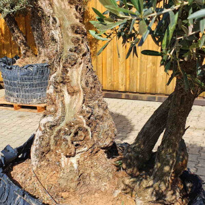 Olivenbaum Doppelstamm04