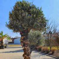 Olivenbaum Doppelstamm Nr. 2204 Picual