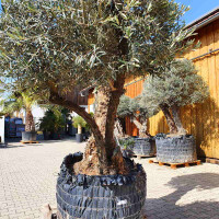 Olivenbaum Doppelstamm04