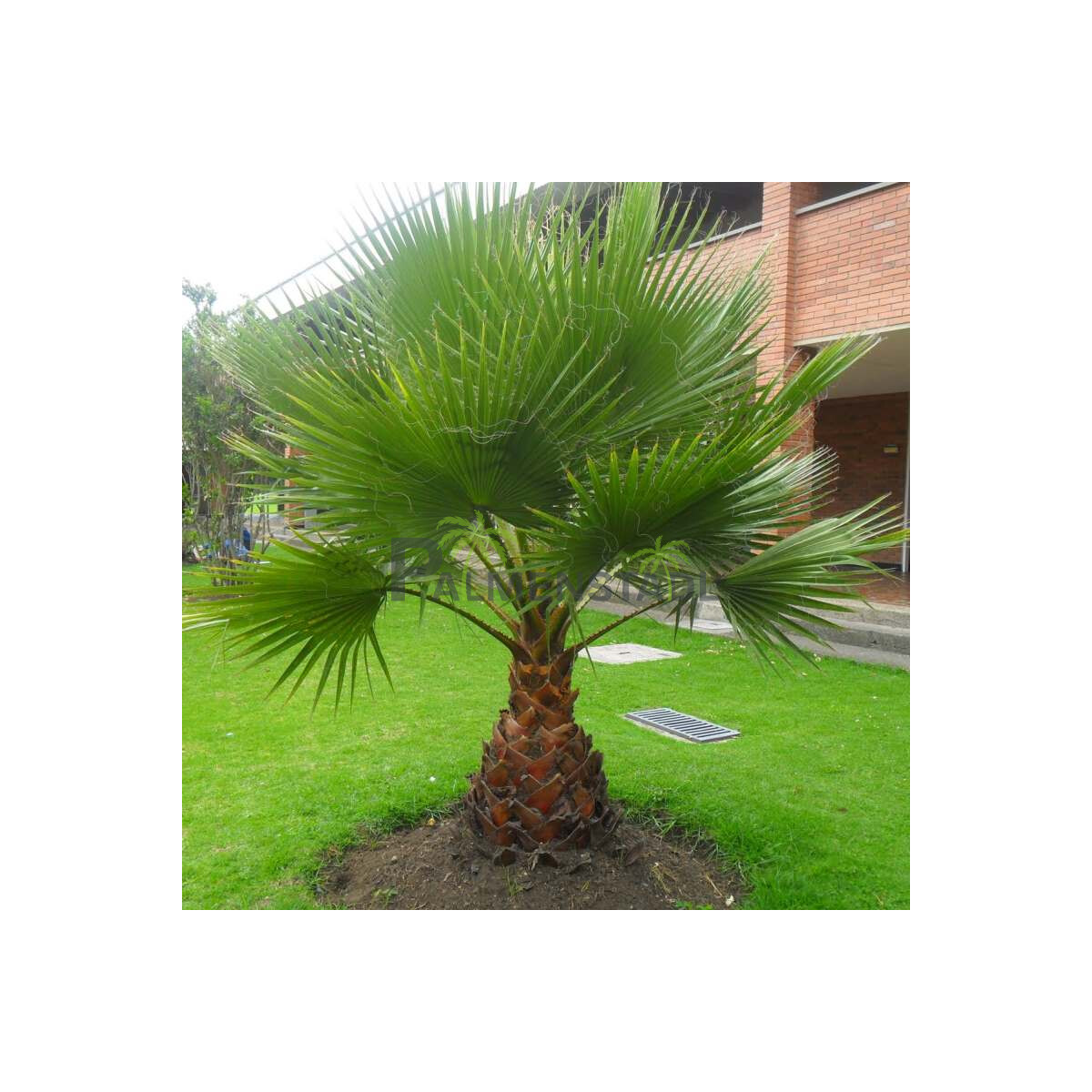 Washingtonia robusta - mexikanische Fächerpalme 20 - 30