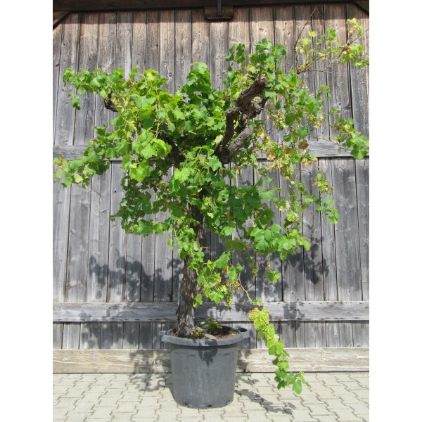 Weinrebe solit&auml;r 180-200 cm