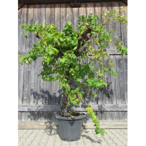 Weinrebe solit&auml;r 180-200 cm