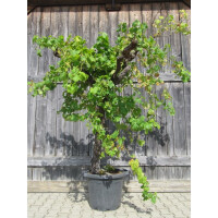 Weinrebe solit&auml;r 180-200 cm
