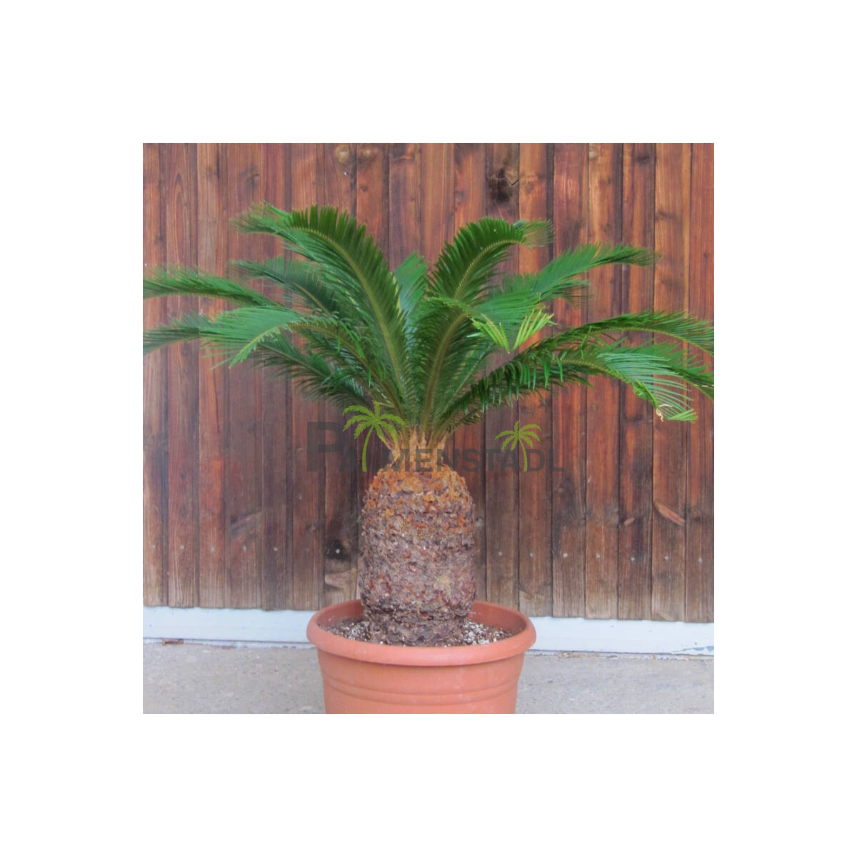 Cycas Revoluta - Japanischer Sagopalmfarn 25 - 30 cm
