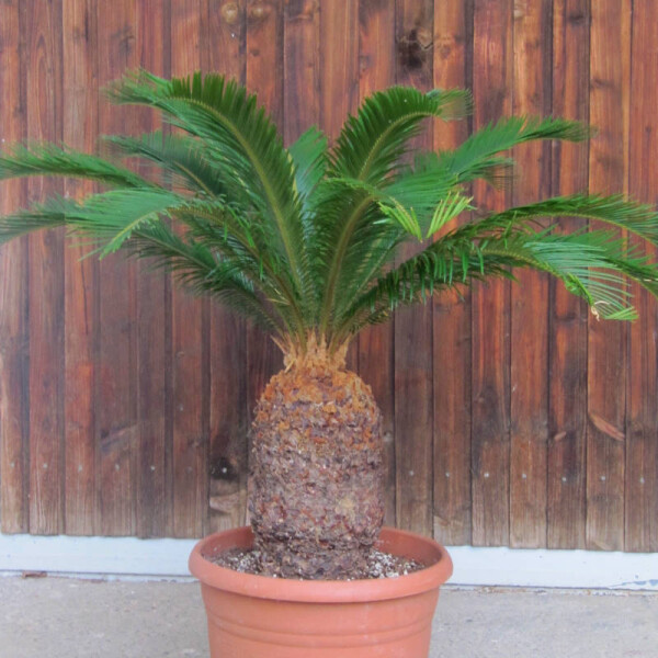 Cycas Revoluta - Japanischer Sagopalmfarn 25 - 30 cm