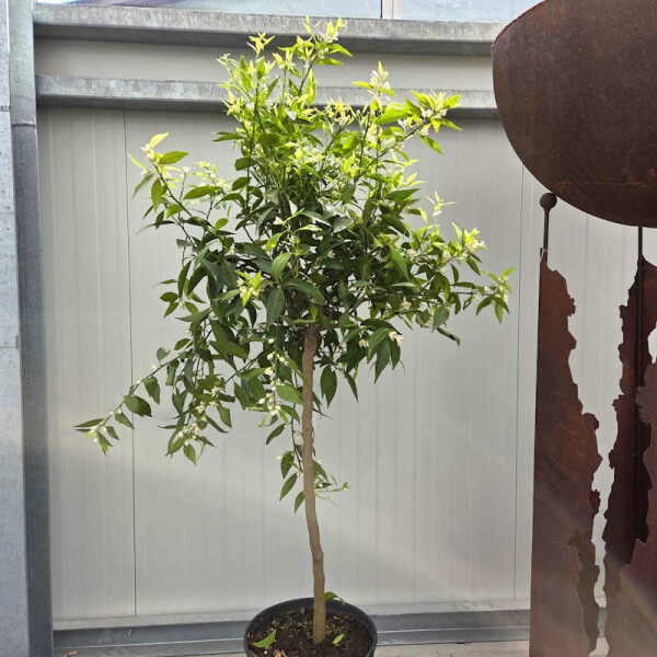 Citrus Reticulata - Mandarinenbaum