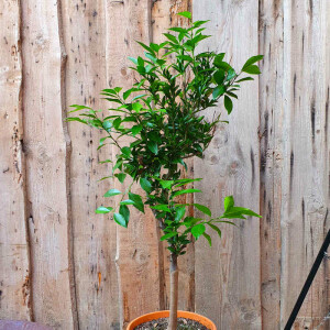 Citrus Reticulata - Mandarinenbaum