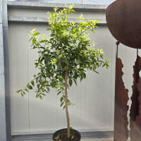 Citrus Reticulata - Mandarinenbaum