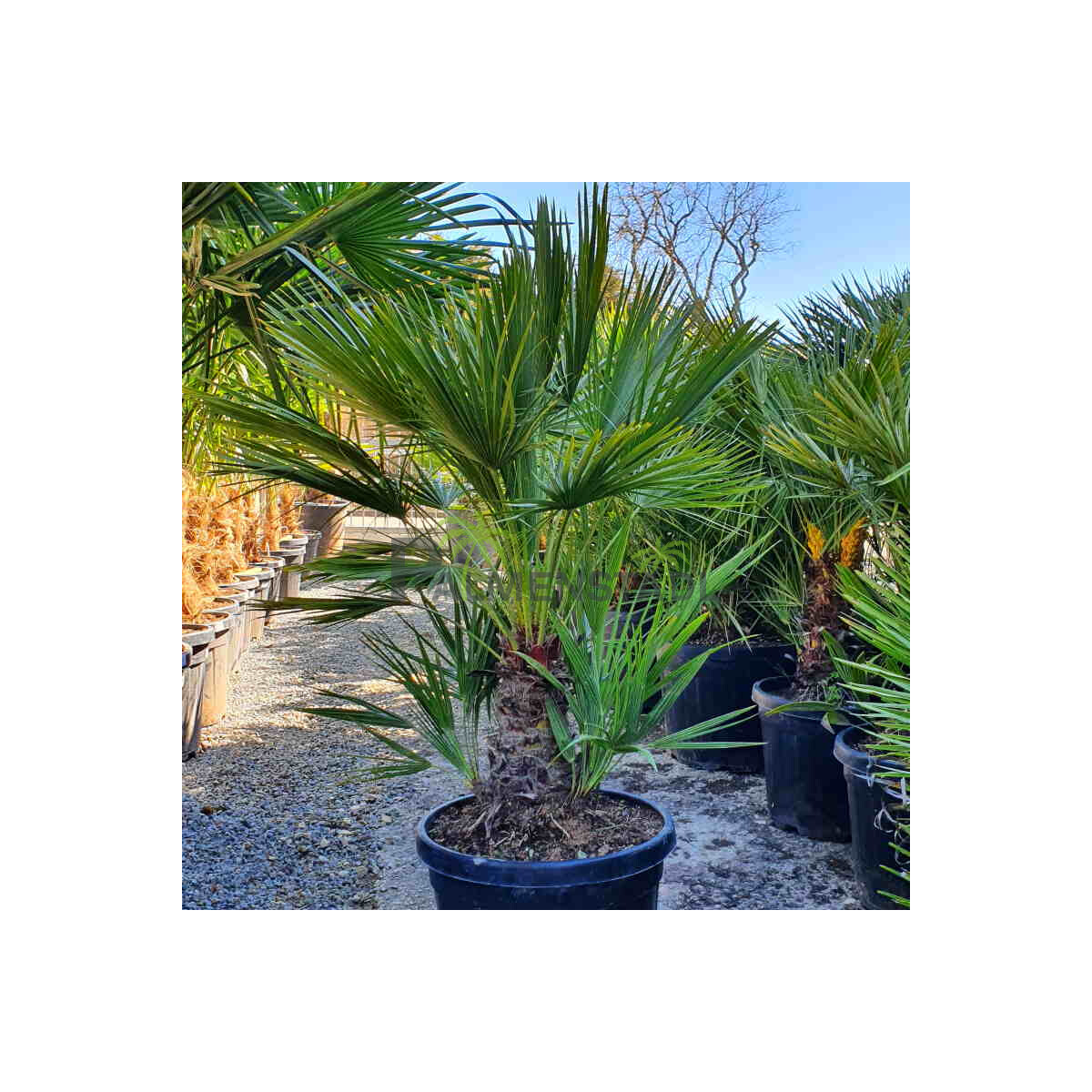 Chamaerops humilis - Zwergpalme 80 - 100 cm