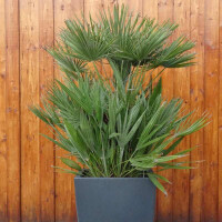 Chamaerops humilis - Zwergpalme 80 - 100 cm