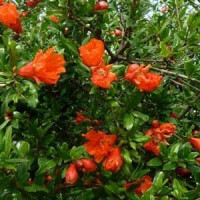 Punica granatum - Granatapfelbaum 140-180 cm