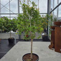 Punica granatum - Granatapfelbaum 140-180 cm