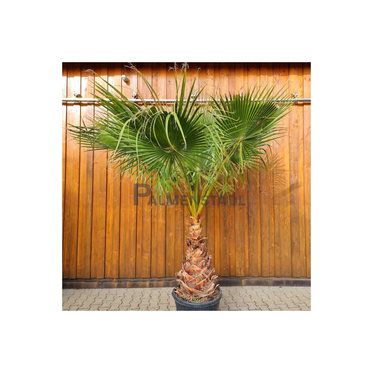 Washingtonia robusta - mexikanische Fächerpalme 60 - 80