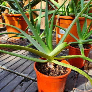 Aloe Vera - Echte Aloe Pflanze 20-40 cm