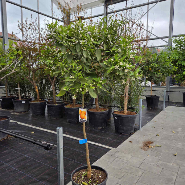 Citrus Sinensis - Orangenbaum 120-140 cm