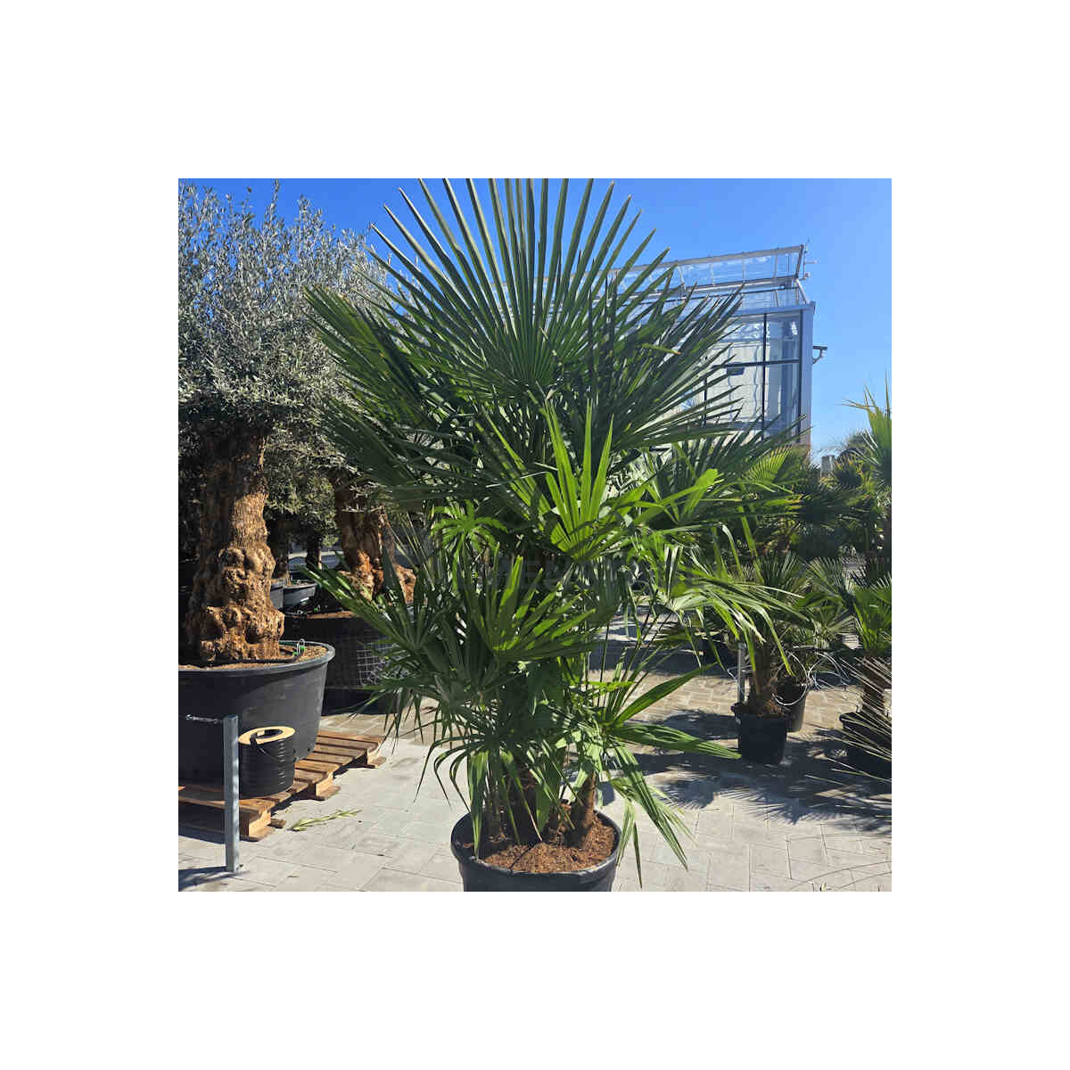 Trachycarpus fortunei - Chinesische Hanfpalme Mehrstamm