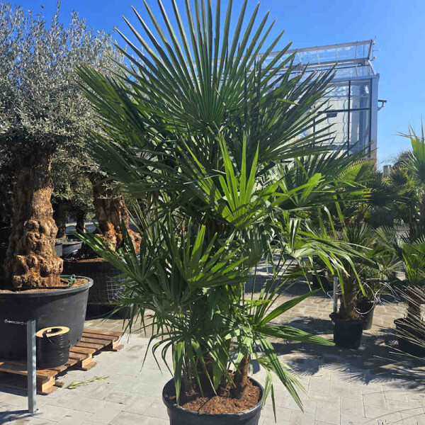 Trachycarpus fortunei - Chinesische Hanfpalme Mehrstamm