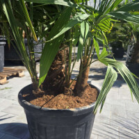 Trachycarpus fortunei - Chinesische Hanfpalme Mehrstamm