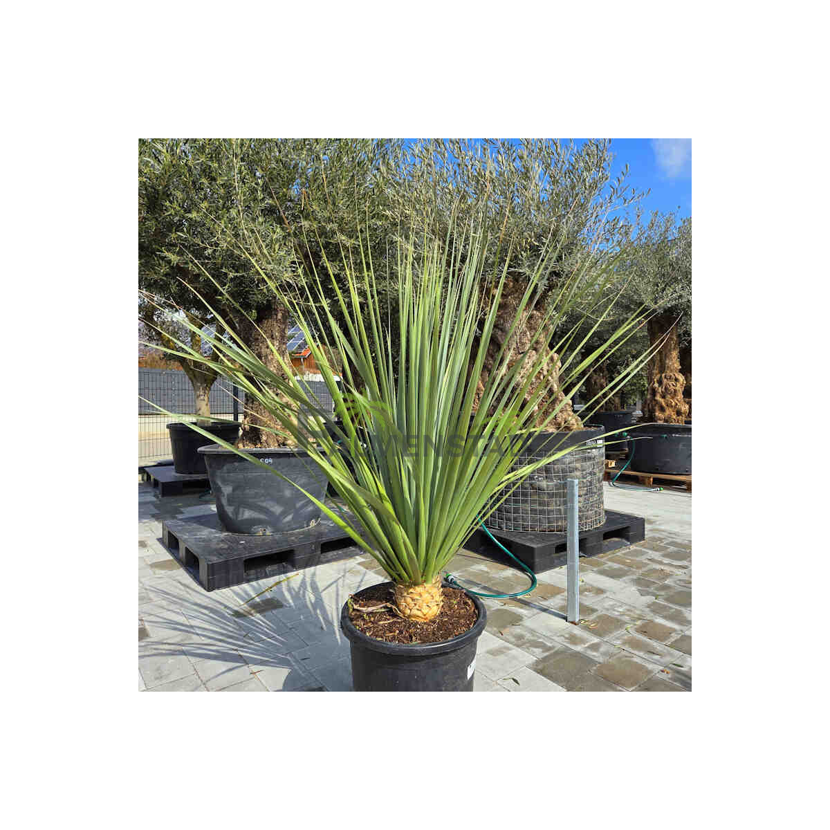 Nolina Nesonii - Blauer Bärengrasbaum