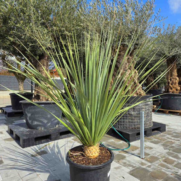 Nolina Nesonii - Blauer Bärengrasbaum
