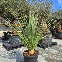 Nolina Nesonii - Blauer Bärengrasbaum