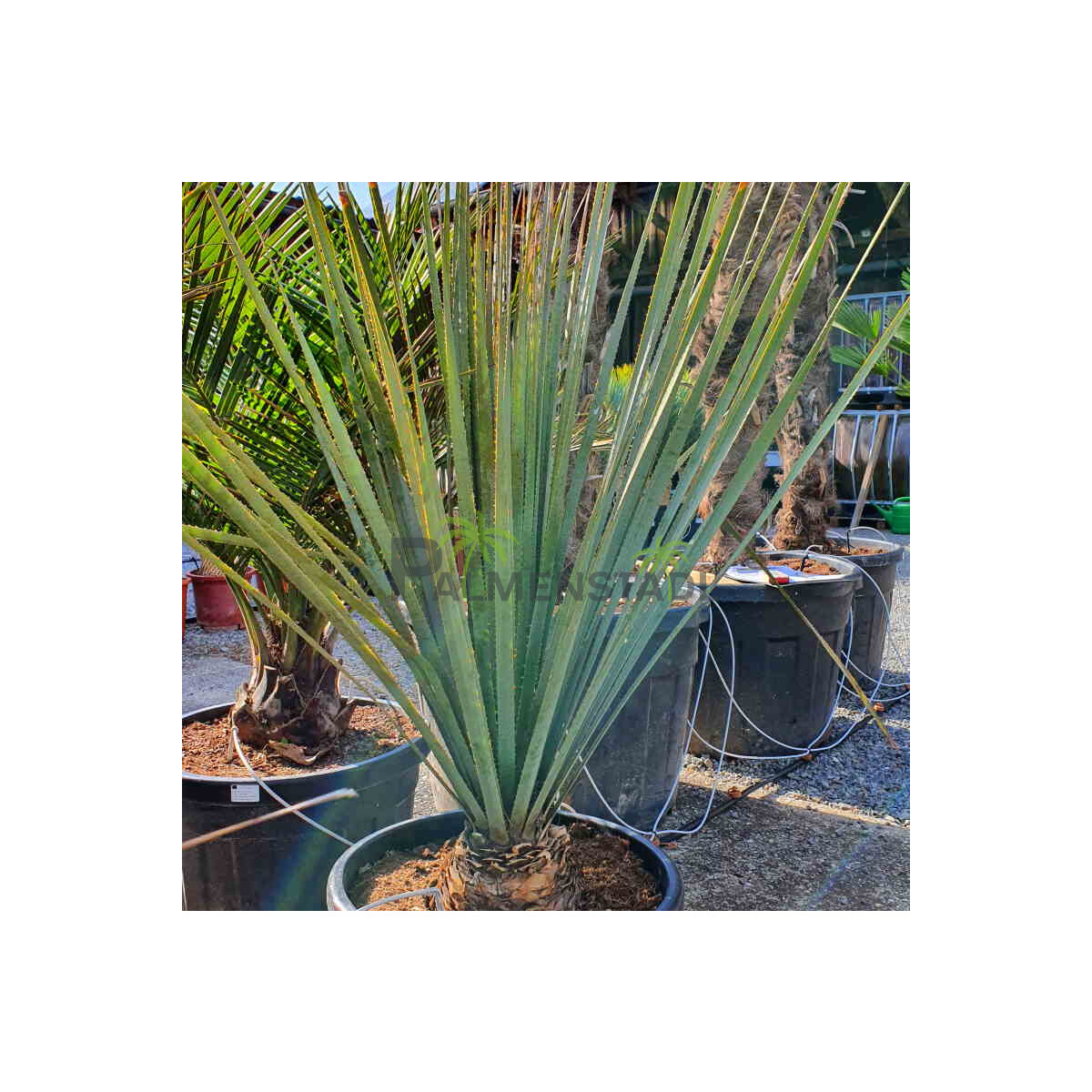 Dasylirion wheeleri - Rauschkopf 80 - 10 box