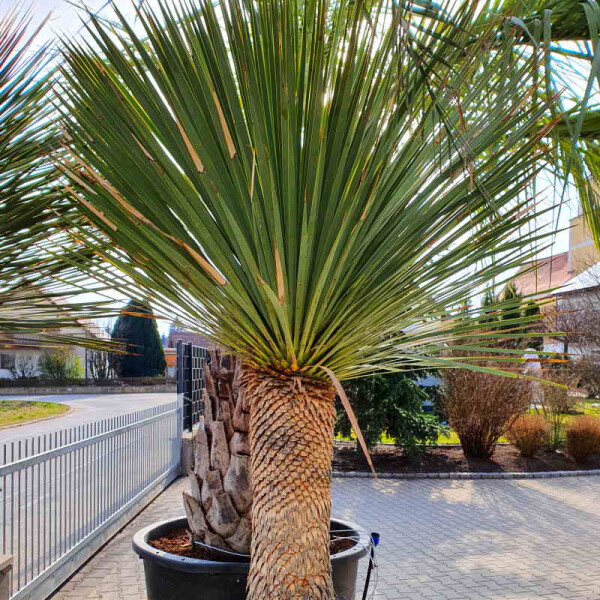 Blaubl&auml;ttrige Palmlilie 90-100 cm Stamm