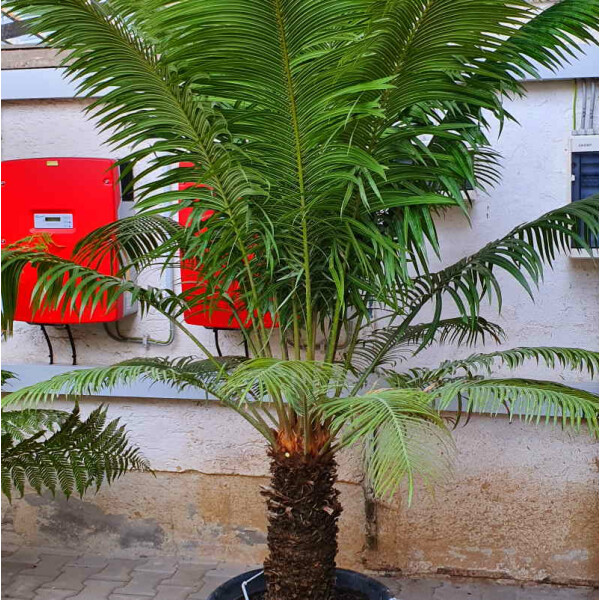 Südostasiatischer Palmfarn - Cycas rumphii