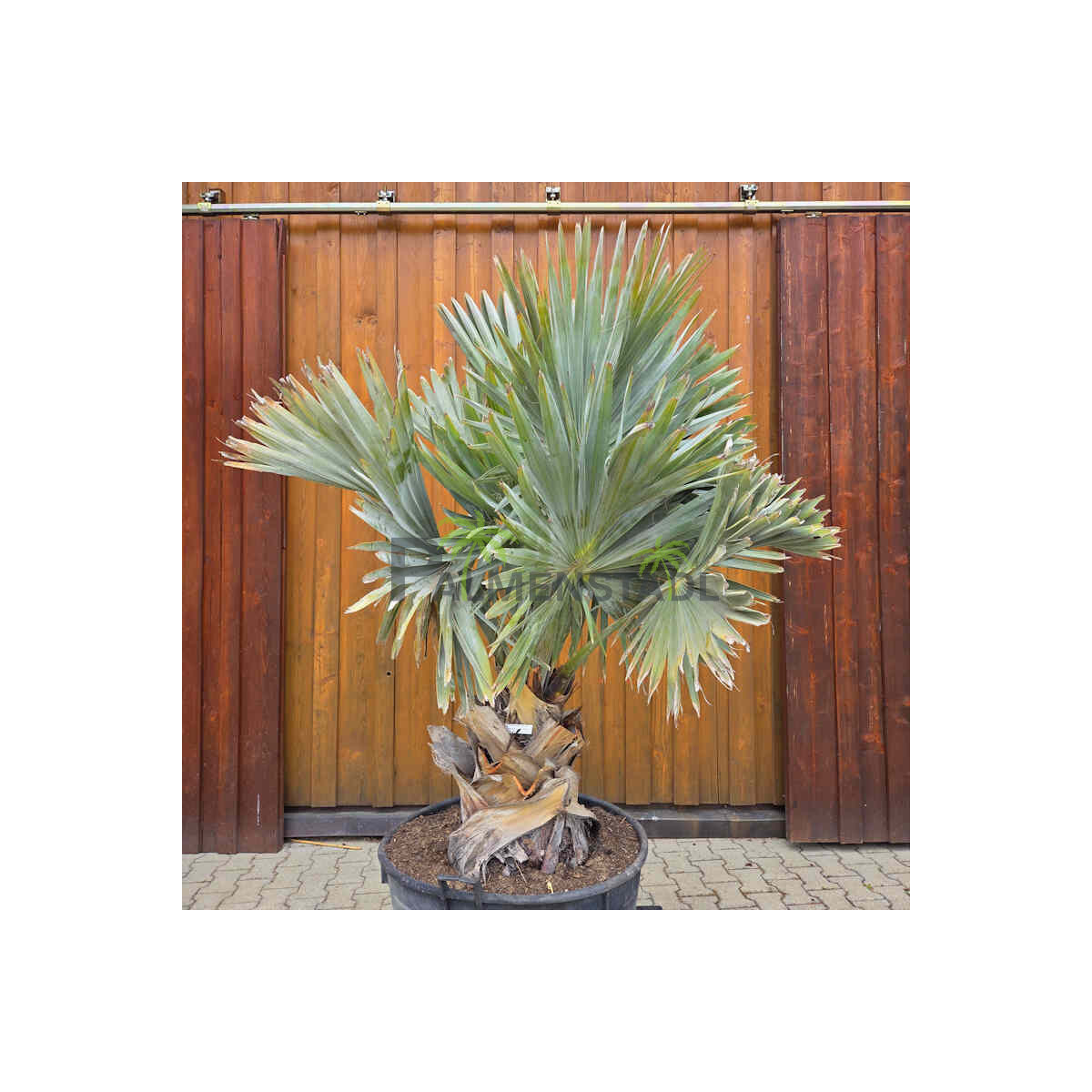 Bismarckia nobilis - Bismarckpalme S50-60