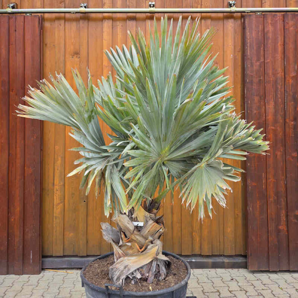 Bismarckia nobilis - Bismarckpalme S50-60