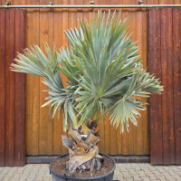 Bismarckia nobilis - Bismarckpalme S50-60
