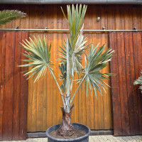 Bismarckia nobilis - Bismarckpalme S50-60