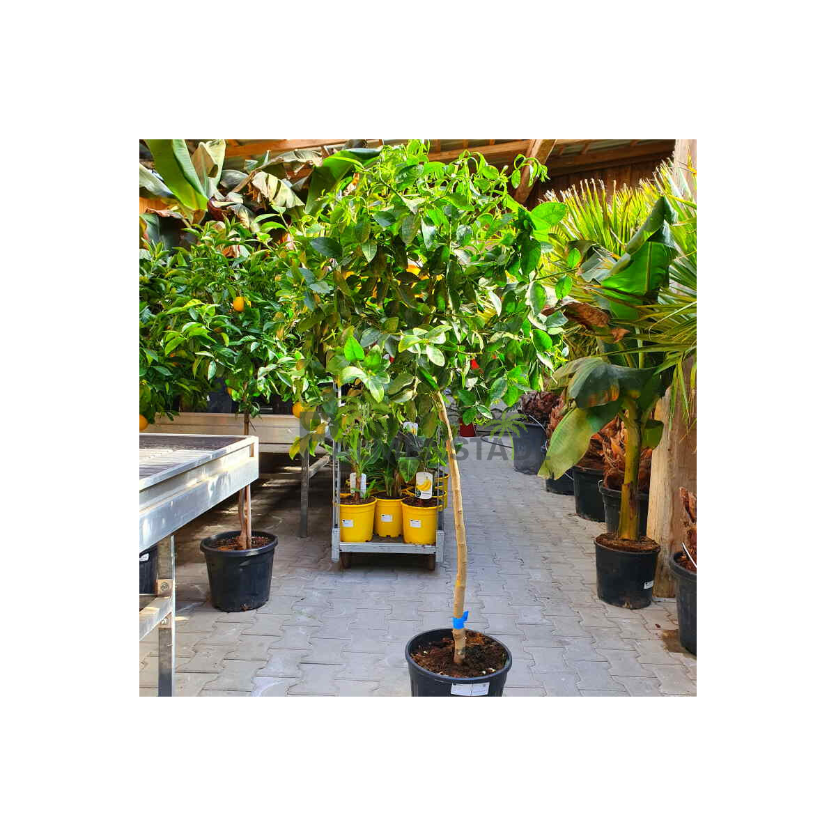 Caipirinha Limette - Citrus latifolia 120-140 cm