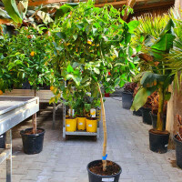 Caipirinha Limette - Citrus latifolia 120-140 cm