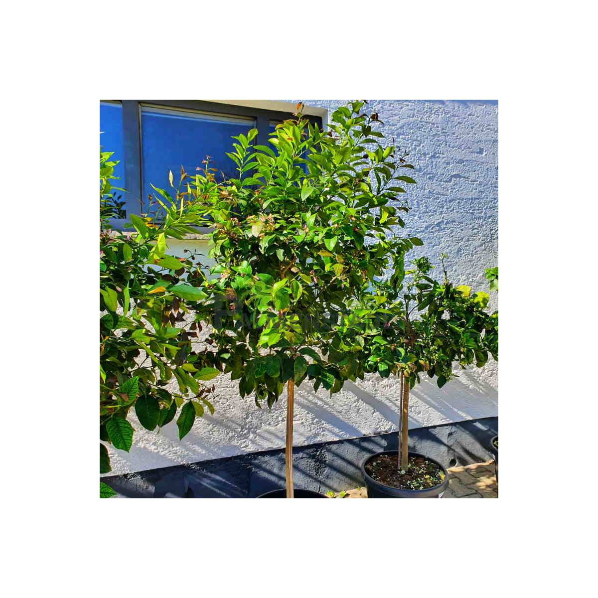 Caipirinha Limette - Citrus latifolia 140-160 cm