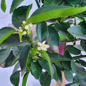 Caipirinha Limette - Citrus latifolia 140-160 cm