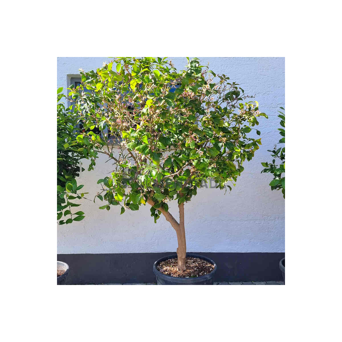 Citrus limon - Zitrone 200-220 cm
