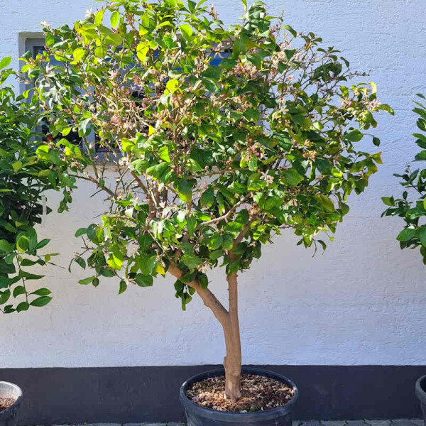 Citrus limon - Zitrone 200-220 cm