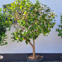 Citrus limon - Zitrone 200-220 cm