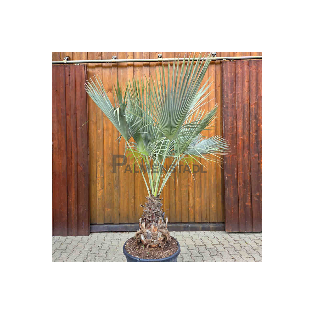 Brahea armata -  Blaue Hesperidenpalme 70 - 80 cm