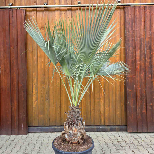 Brahea armata -  Blaue Hesperidenpalme 70 - 80 cm
