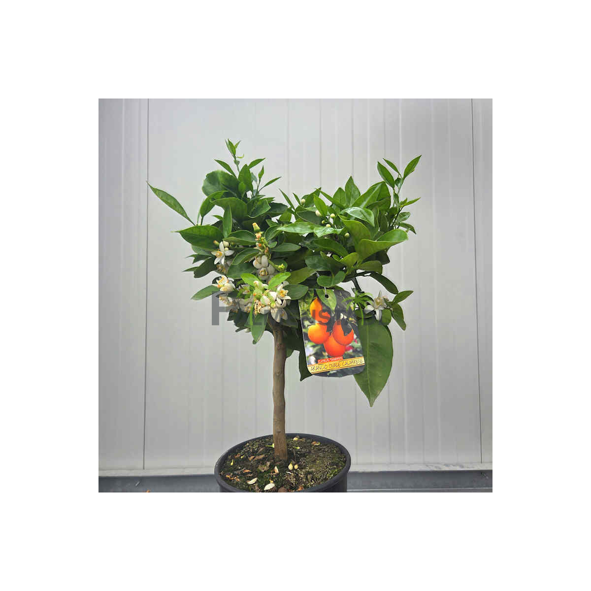 Citrus Sinensis - Valencia 60-80 cm