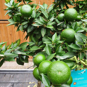 Citrus Sinensis - Valencia 60-80 cm