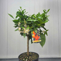 Citrus Sinensis - Valencia 60-80 cm