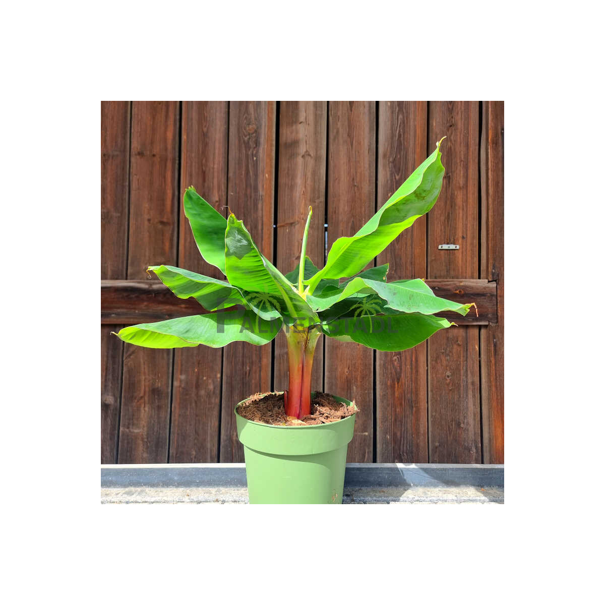 Musa cavendish - Zwerg-Essbanane 40-60cm box