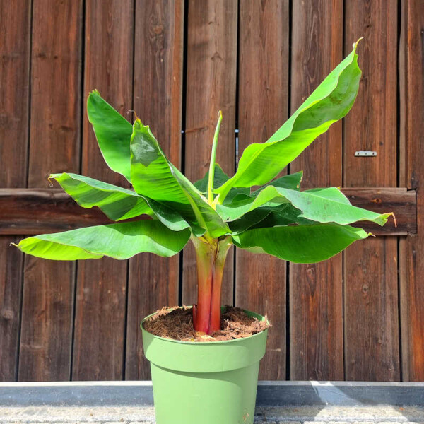 Musa cavendish - Zwerg-Essbanane 40-60cm