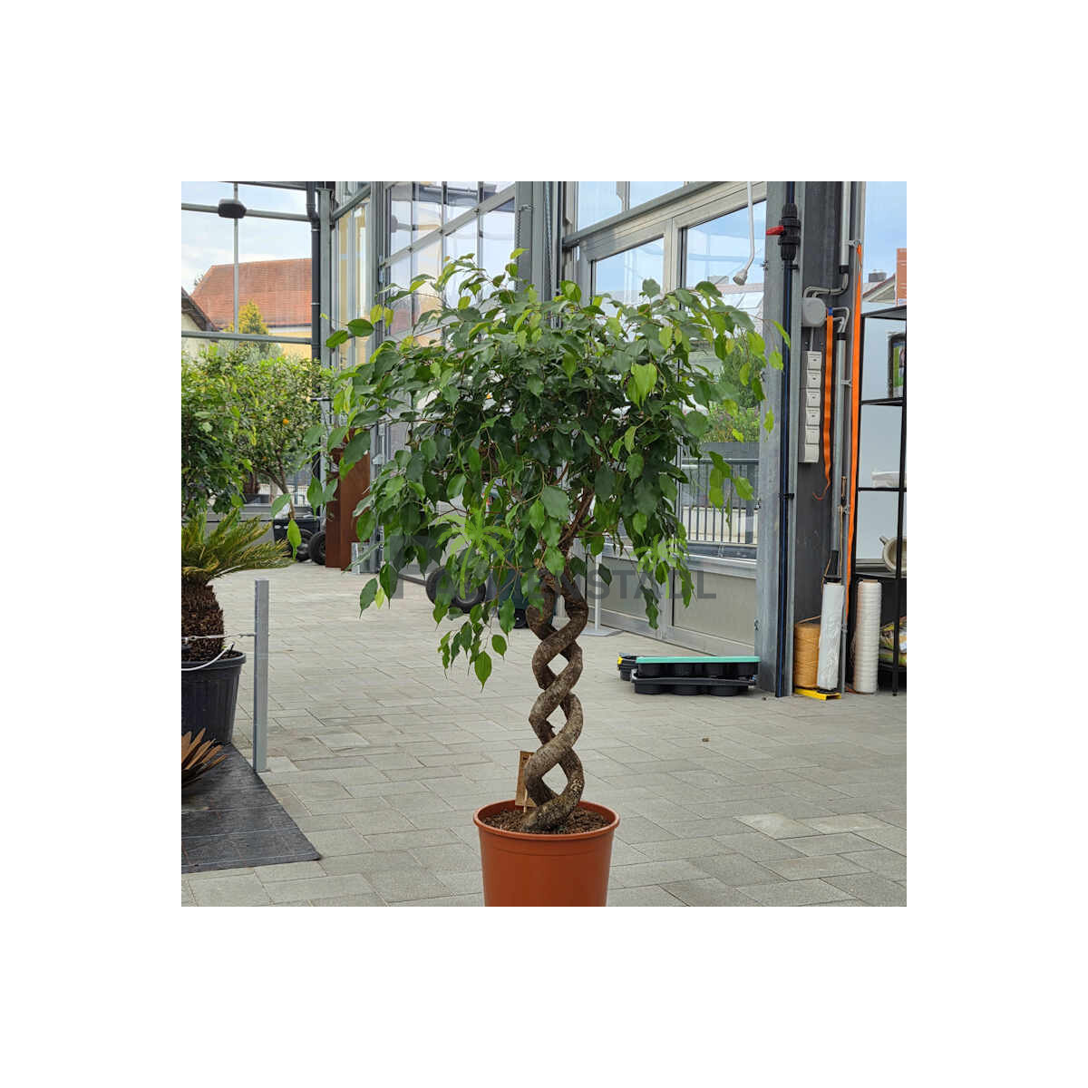 Ficus benjamina - Birkenfeige gedreht