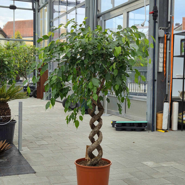 Ficus benjamina - Birkenfeige gedreht