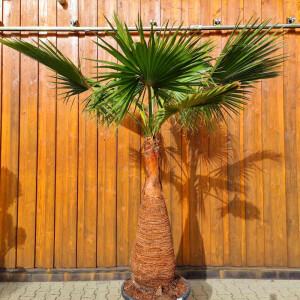 Washingtonia robusta 100&ndash;120 cm Stamm gesch&auml;lt