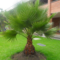 Washingtonia robusta 100&ndash;120 cm Stamm gesch&auml;lt